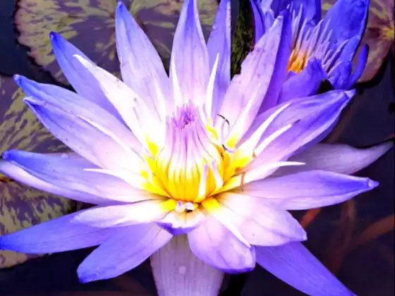 Meditation for Beginners