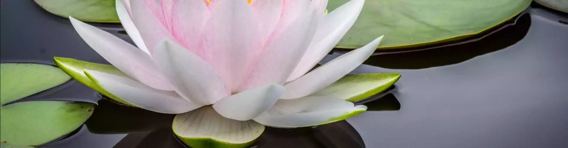 Soal Jawab Reiki Mastership - Online Class by Jamie Butler