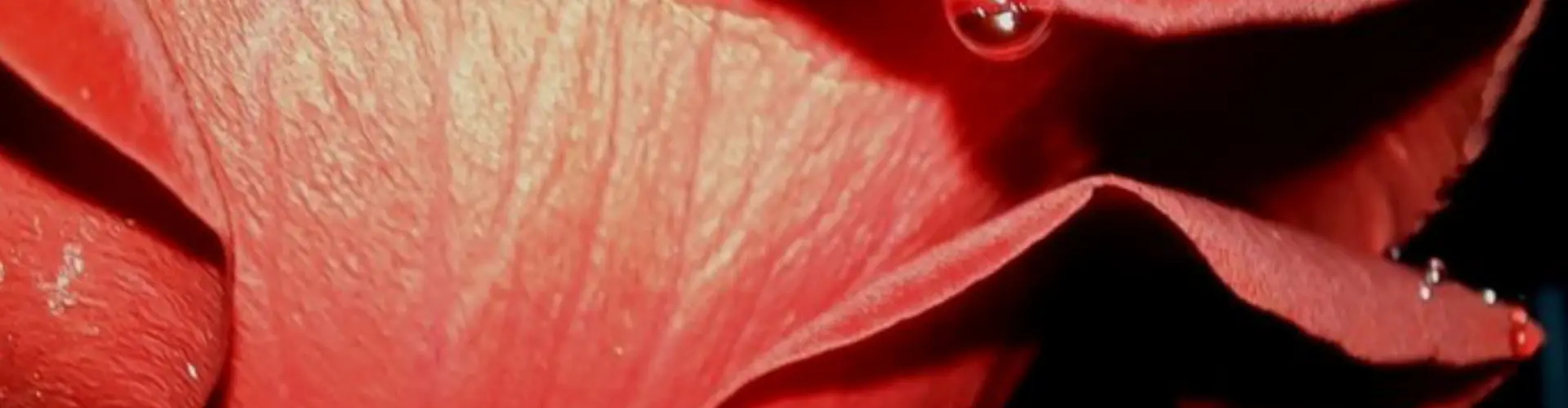 Advanced Clairsentient Communication: Body Mapping - Online Class by Kim Schnitzmeyer