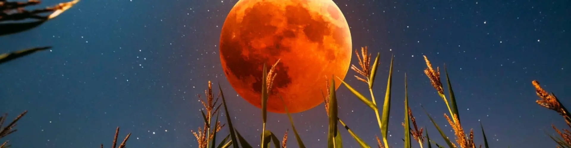 Meditación del eclipse solar de luna llena - Online Class by Cassaundra Paolini